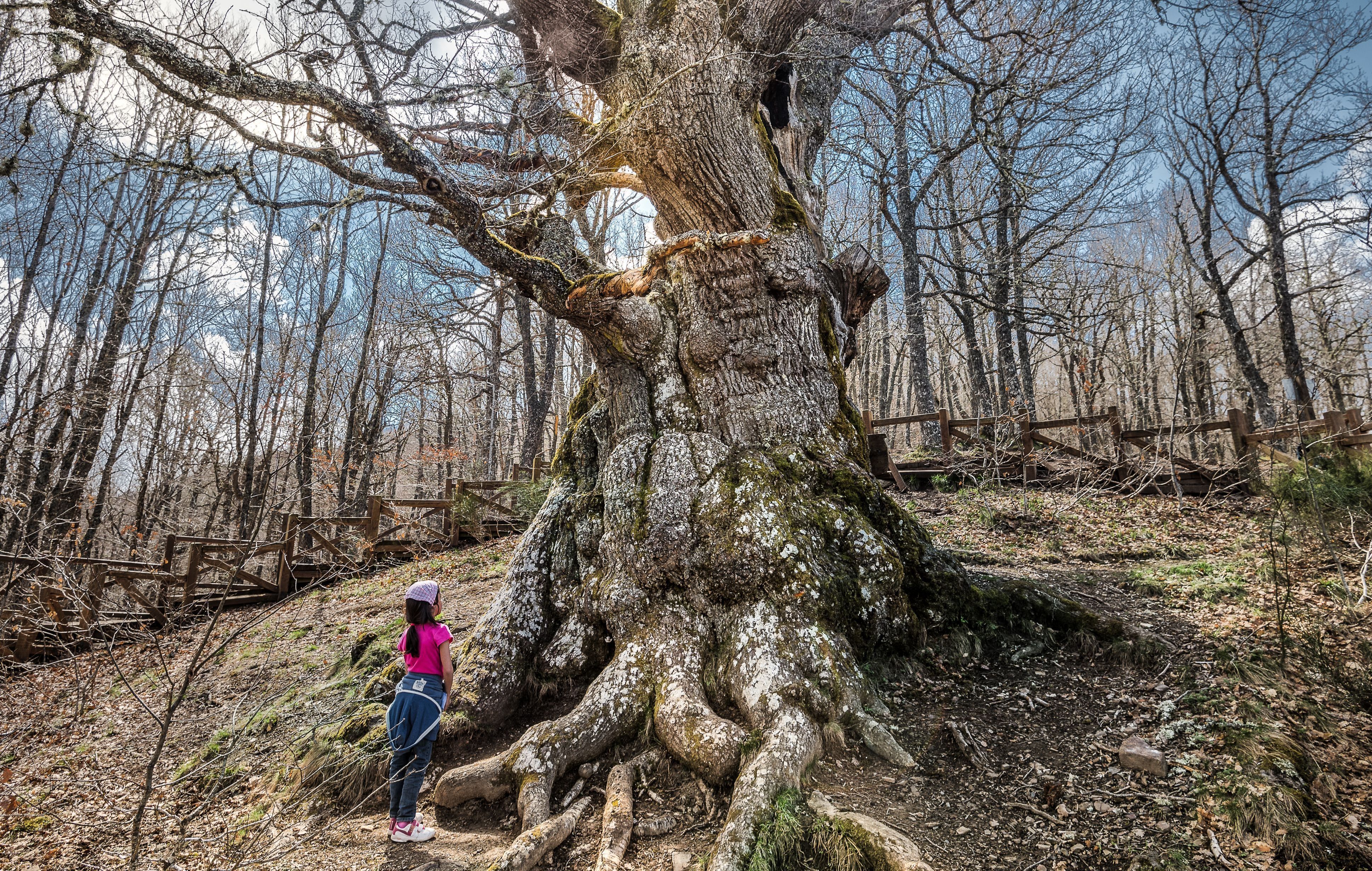 23-g-2_el_viejo_roble_-_ma._esther_rodriguez_escudero-v2