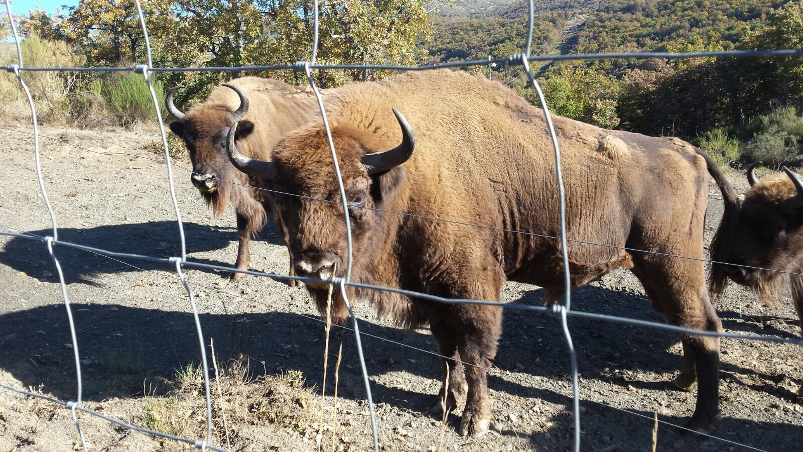 bisontes