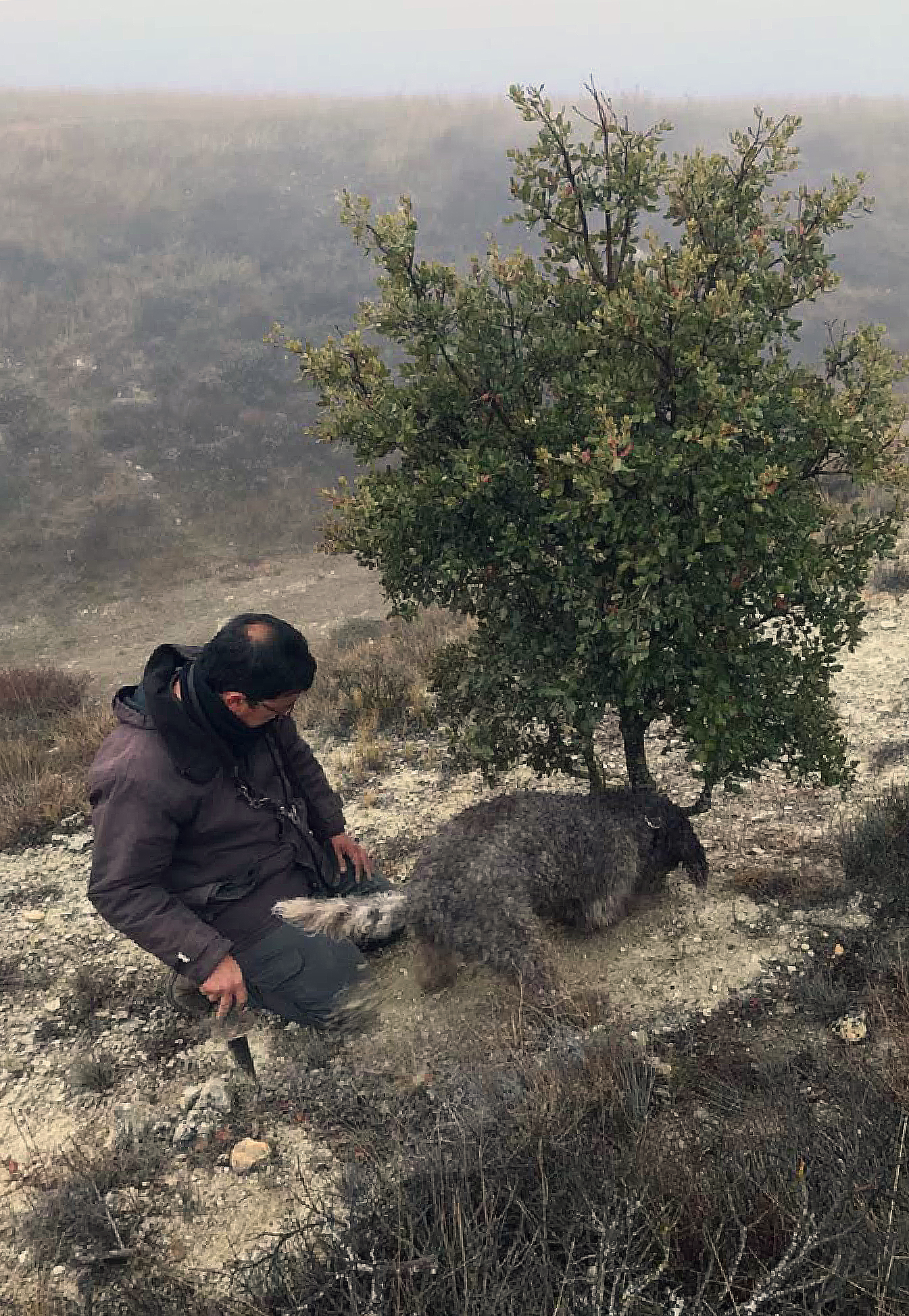 recogida_trufa_con_ayuda_de_un_perro_en_el_cerrato.jpg