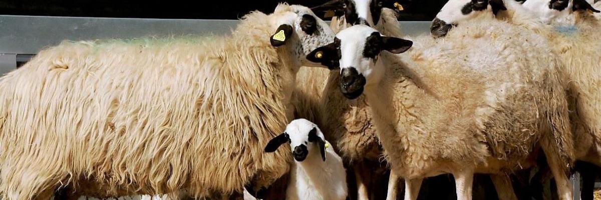ovejas de raza churra