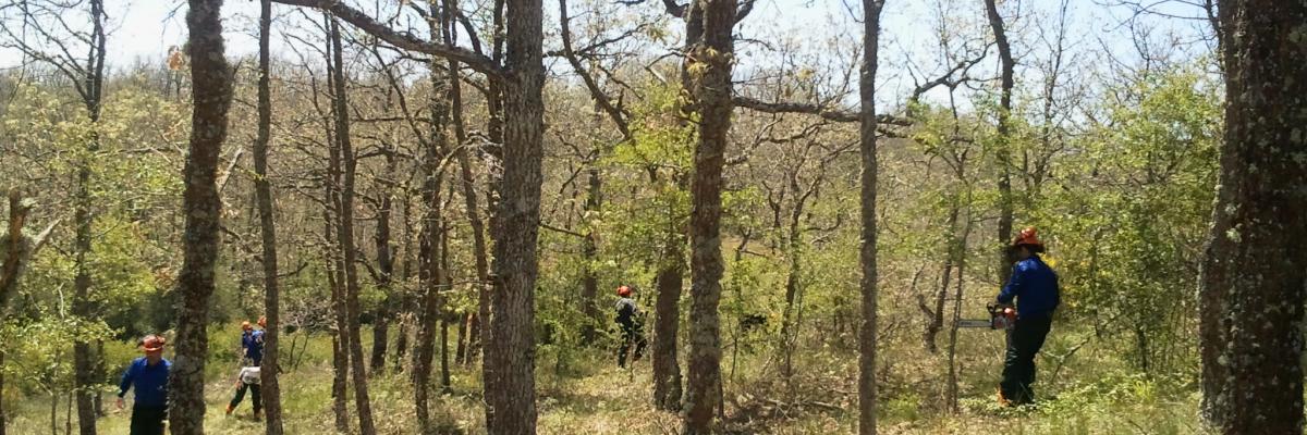 Programas mixtos de formación y empleo forestal