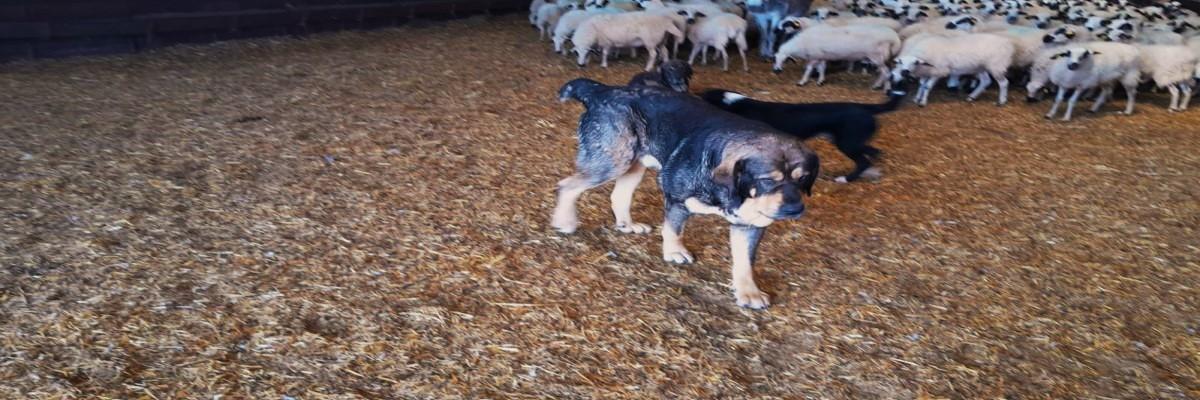 Banner ayudas mantenimiento mastines