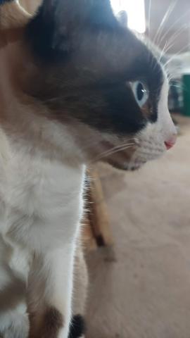 E-49P (17-03-2022) Carrión de los Condes - 1