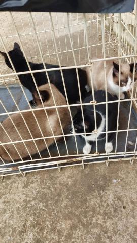 E-50P (18-03-2022) Carrión de los Conde