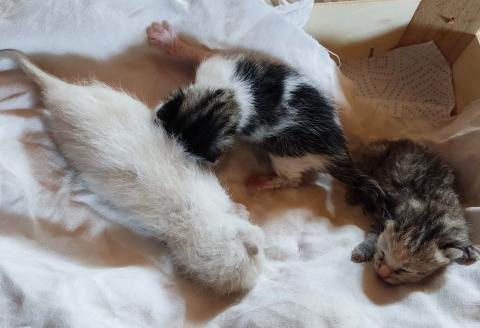 E-53P (29-03-2022) Paredes de Nava.jpg