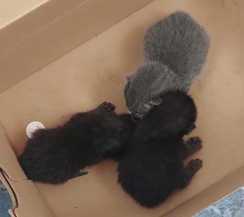 E-56P (07-04-2022) Aguilar de Campoo - 1