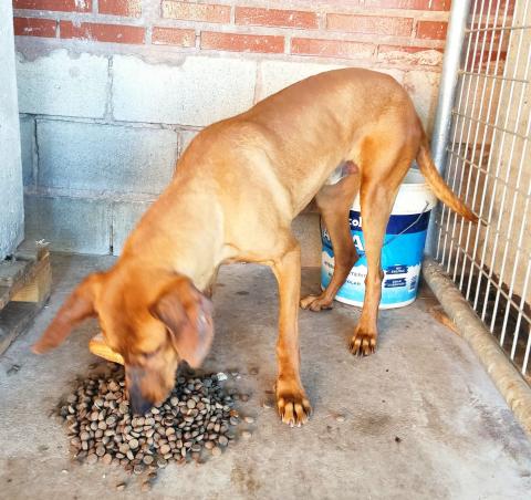 E-61P (08-06-2022) Villarramiel