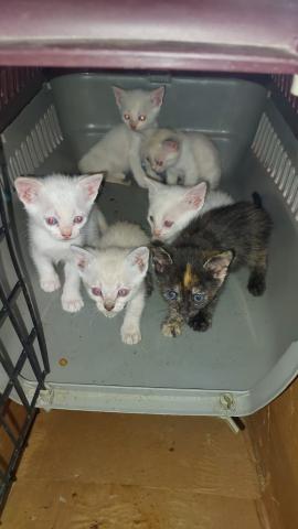 E-62P (08-06-2022) Villamuriel de Cerrato-2