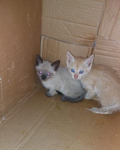 E-62P (08-06-2022) Villamuriel de Cerrato-3