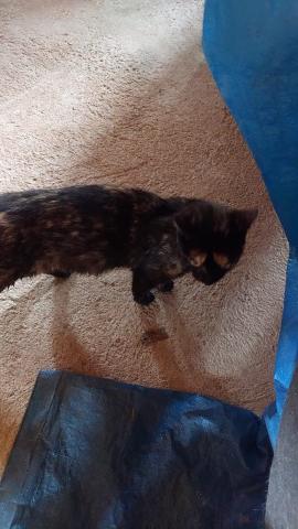 E-62P (08-06-2022) Villamuriel de Cerrato-4