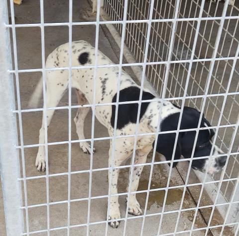 E-64P (16-06-2022) Ampudia.jpg