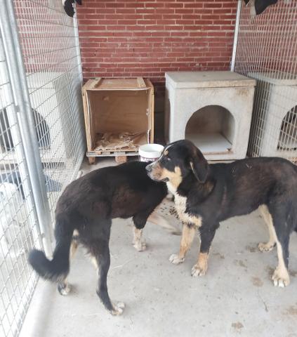 E-66P (22-06-2022) San Cebrián de Buenamadre.jpg