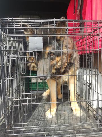 E-80P (03-08-2022) Cervatos de la Cueza