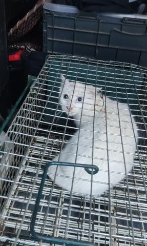 E-11-1 (18-11-2022) Lantadilla