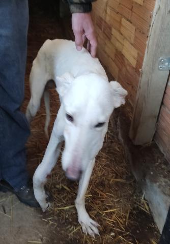 E-17 (28-11-2022) Lantadilla