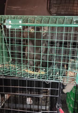 E-19-1 (28-11-2022) Astudillo