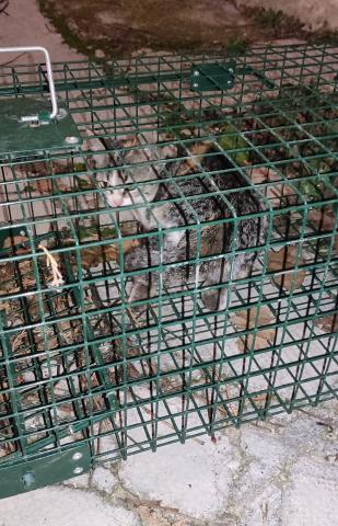 E-19-3 (28-11-2022) Astudillo