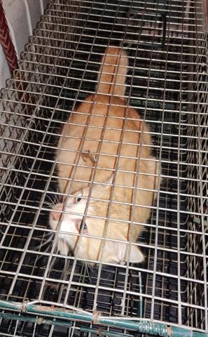 E-20 (29-11-2022) Lantadilla