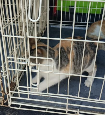 E-22 (01-12-2022) Lantadilla