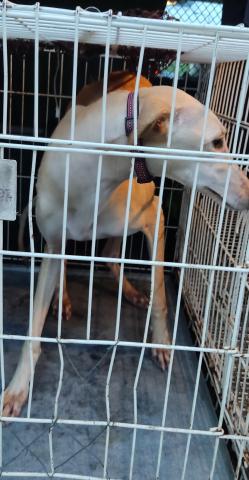 E-36 (13-12-2022) Requena de Campo