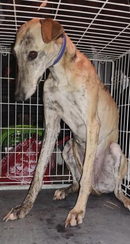 E-38 (15-12-2022) Astudillo