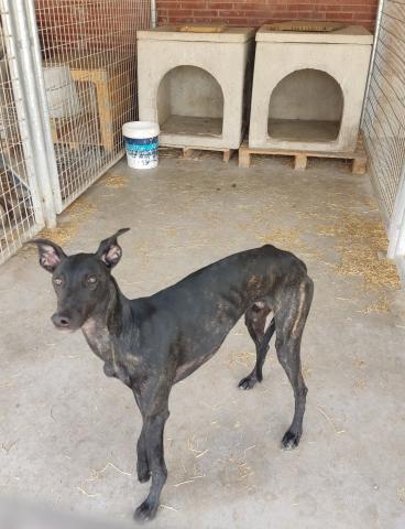 E-84P (08-09-2022) San Mamés de Campos.