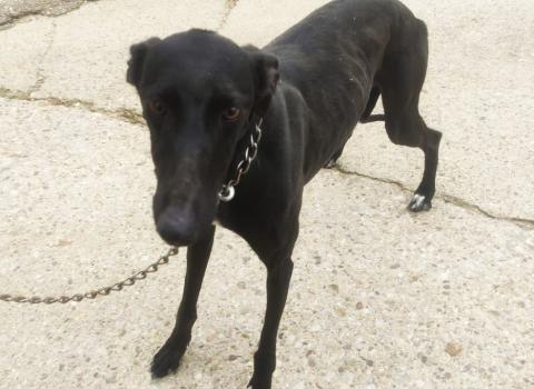 E-45 (17-01-2023) Ventosa de Pisuerga