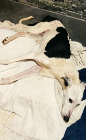 E-49 (25-01-2023) Magaz de Pisuerga