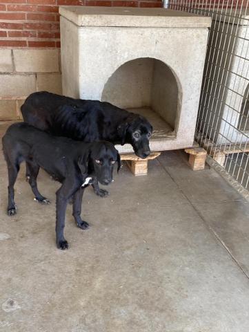 E-101 y E-102 (06-07-2023) Villaldavin