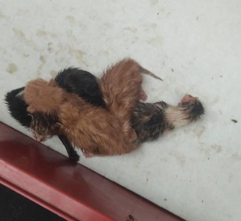 E-107 (12-07-2023) Husillos