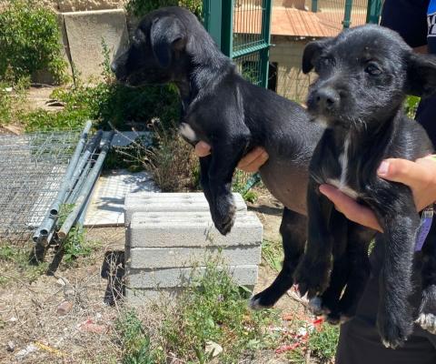 E-113 (14-07-2023) Villamuriel de Cerrato