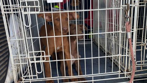 E-114 (19-07-2023) Villamuriel de Cerrato