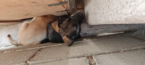 E-116-1 (21-07-2023) Cervera de Pisuerga