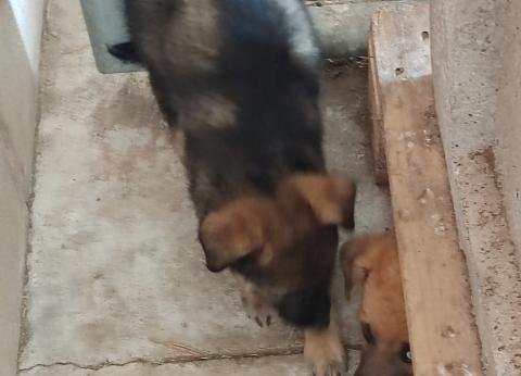 E-116-2 (21-07-2023) Cervera de Pisuerga