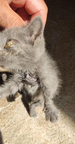 E-119-1 (28-07-2023) Carrión de los Conde