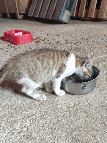 E-119-2 (28-07-2023) Carrión de los Condes