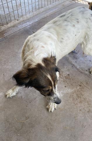 E-122-1 (02-08-2023) Carrión de los Condes