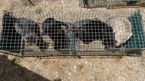 E-123-1 (03-08-2023) Villodrigo