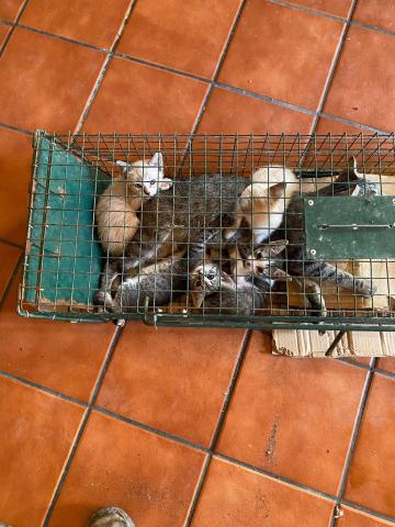 E-124-1 (03-08-2023) Villodrigo