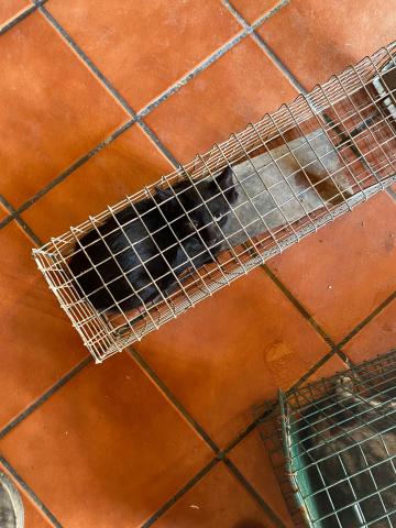 E-124-2 (03-08-2023) Villodrigo