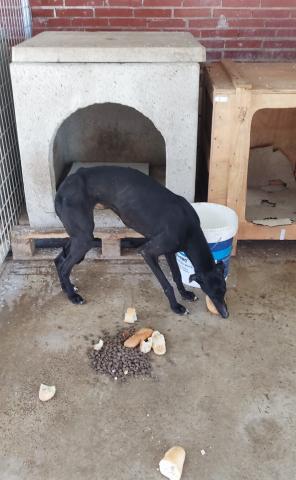 E-50 (10-02-2023)-Villarramiel