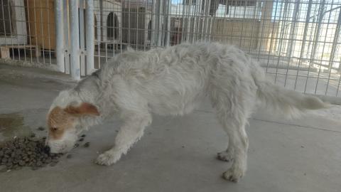 E-51-1 (15-02-2023)-Magaz de Pisuerga