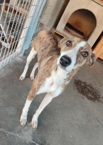 E-60 (10-03-2023) Carrion de los Condes