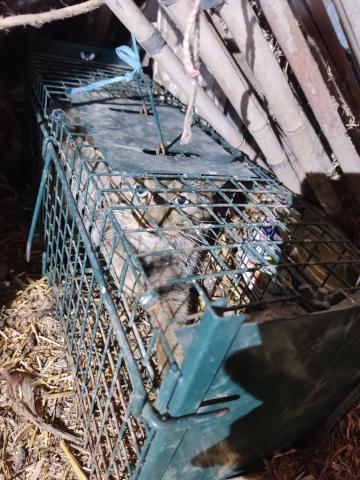 E-65 (29-03-2023) Cervatos de la Cueza