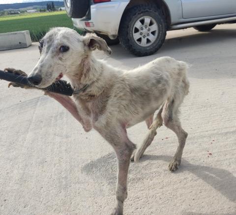 E-76 (24-04-2023) Tariego