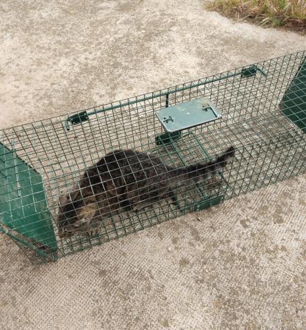 E-81-1 (09-05-2023) Población de Campos