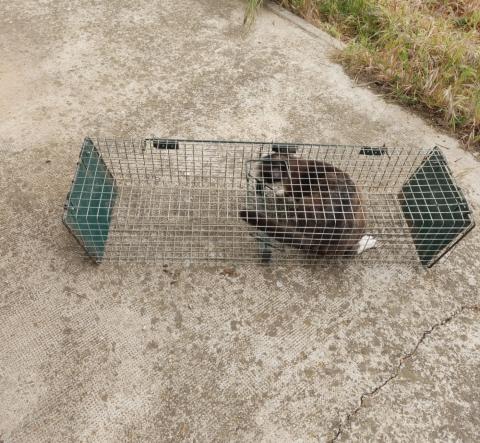 E-81-2 (09-05-2023) Población de Campos