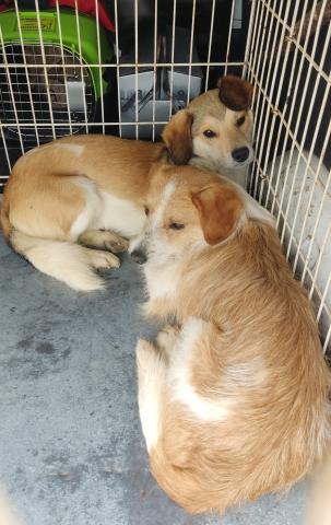 E-82-1 (09-05-2023) Paredes de Nava