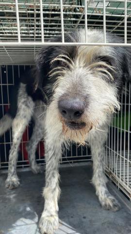 E-83 (29-05-2023) Carrion de los Condes