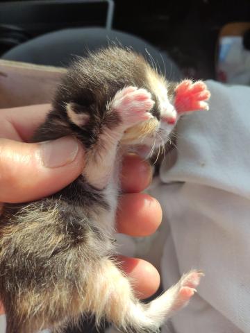 E-85-1 (08-06-2023) Paredes de Nava